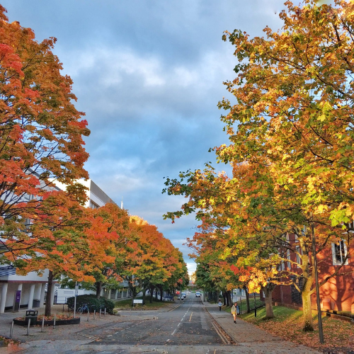 Library Road in Autumn